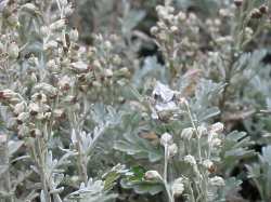 Artemisia Stelleriana  Eberraute Wermut 