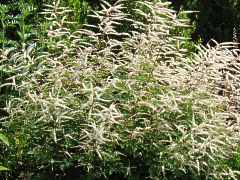 Aruncus Dioicus Sylvester Waldgeibart Geibart 