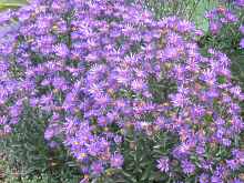 Aster Amellus