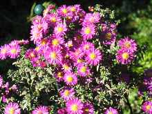 Aster Novi Belgii