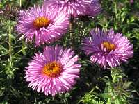 Aster Novae Angliae