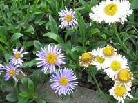 Astern Pflege Aster Alpinus