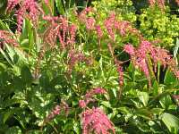 Astilben Prachtspiere Astilbe Chinensis