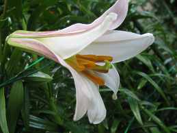 Bedeutung Weisse Lilien Blumen Symbolik