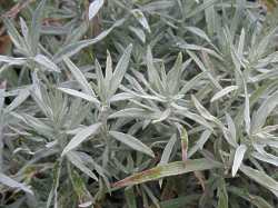 Beifuss Artemisia Ludoviciana