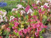 Bergenia Cordifolia Bergenie Standort Pflege