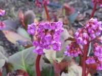 Bergenie Riesensteinbrech Bergenia Cordifolia