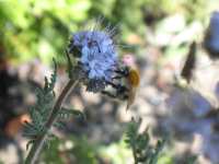 Bienenfreund Bschelschn Phacelia Parryi