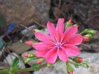 Lewisia Cotyledon Porzellanrschen