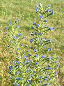 Blauer Natternkopf Pflege Standort