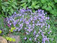 Blaukissen Aubrieta Cultorum