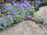 Blaukissen Aubrieta Argenteovariegata