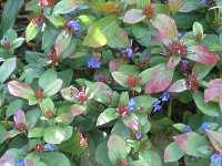 Bleiwurz Ceratostigma Willmottianum