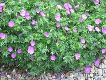 Blut Storchschnabel Geranium SanguineumTiny Monster