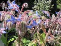 Borago Officinalis Borago Pygmea