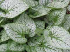 Brunnera Macrophylla Jack Frost