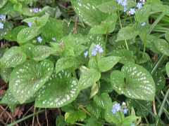 Brunnera Macrophylla Kaukasusvergissmeinnicht