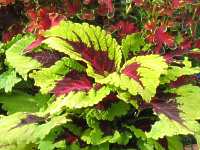 Buntnessel Coleus Blumei Coleus Pumil