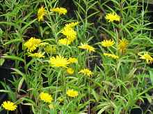Buphthalmum Salicifolium