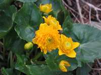 Caltha Palustris "Flore Pleno"