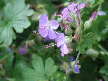 Cambridge Storchschnabel Geranium x cantabrigiense Berggarten