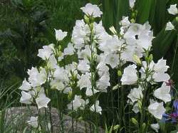 Glockenblume Campanula Persicifolia