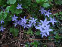 Campanula Poscharskyana