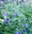 Glockenblume Campanula punctata