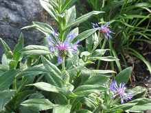 Centaurea Montana 