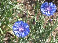 Centaurea Cyanus Kornblume 