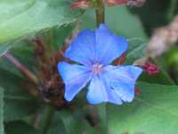 Ceratostigma Plumbaginoides Hornnarbe