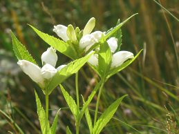 Chelone Obliqua Alba Pflege