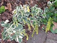 Chiastophyllum oppositifolium "Variegatum" 