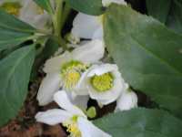 Christrose Helleborus Niger Lenzrose