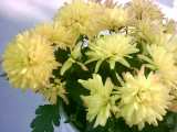 Chrysantheme Margerite