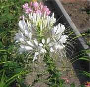 Cleome spinosa