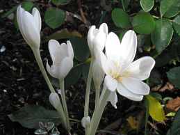 Herbst Zeitlose Colchicum Autumnale