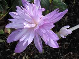 Zeitlose Colchicum Speciosum Waterlily 