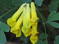 Gelber Lerchensporn Corydalis Lutea
