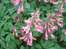 Corydalis Solida