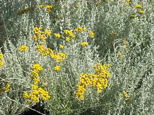 Currykraut Helichrysum Italicum Pflege Italienische Strohblume