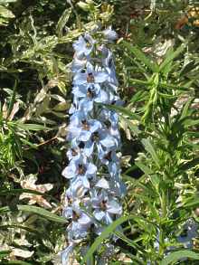 Delphinium Elatum Rittersporn