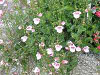 Elfensporn Diascia Elegans Pflege