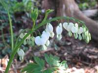 Trnendes Herz Dicentra Spectabilis Alba