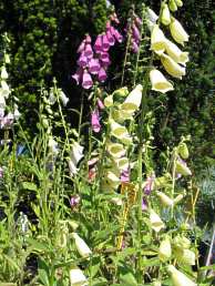 Digitalis Mertonensis Digitalis Ferruginea Lanata