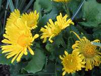 Doronicum Orientale 