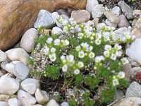 Felsenblmchen Hungerblmchen Draba Bruniifolia