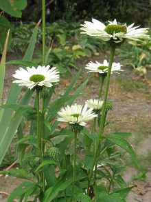 Echinacea Purpurea Pflanzen Standort