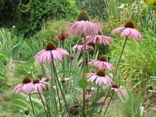 Echinacea Purpurea Pflege