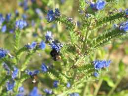 Echium Vulgare Gewhnlicher Natternkopf